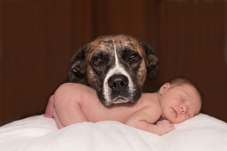 Pets for New Parents