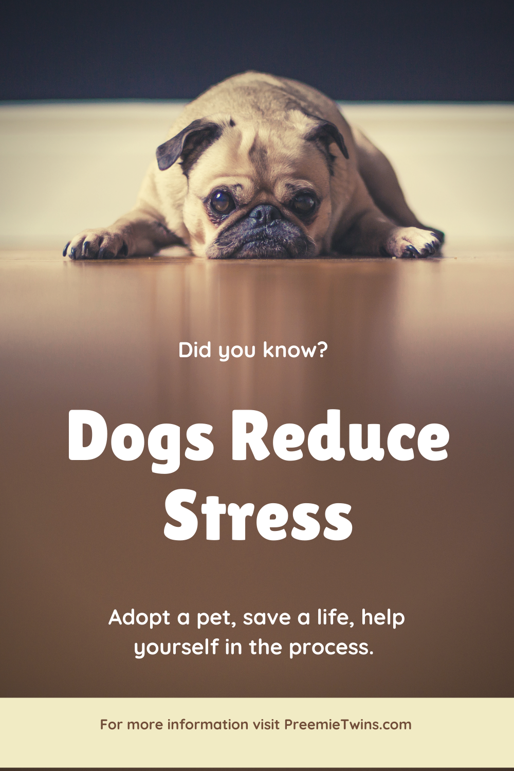 How Dogs Can Help Reduce Your Stress