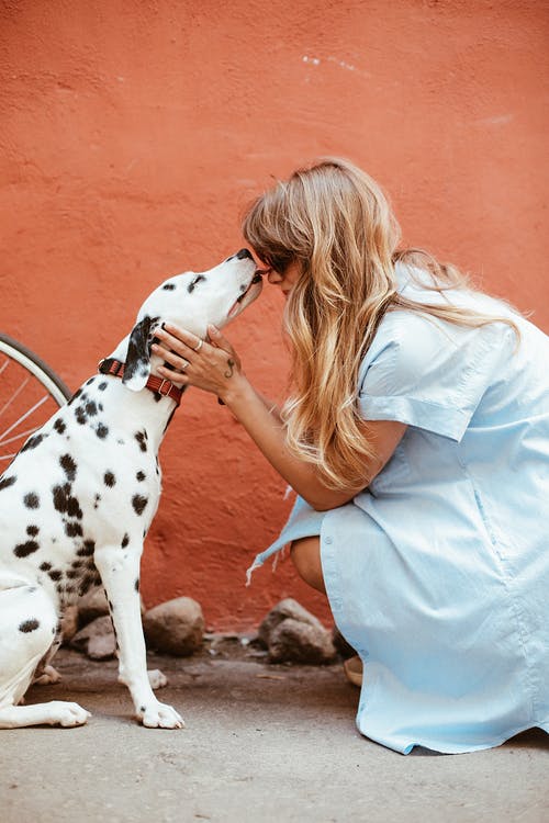 blonde lady getting a kiss from her Dalmation dog outside