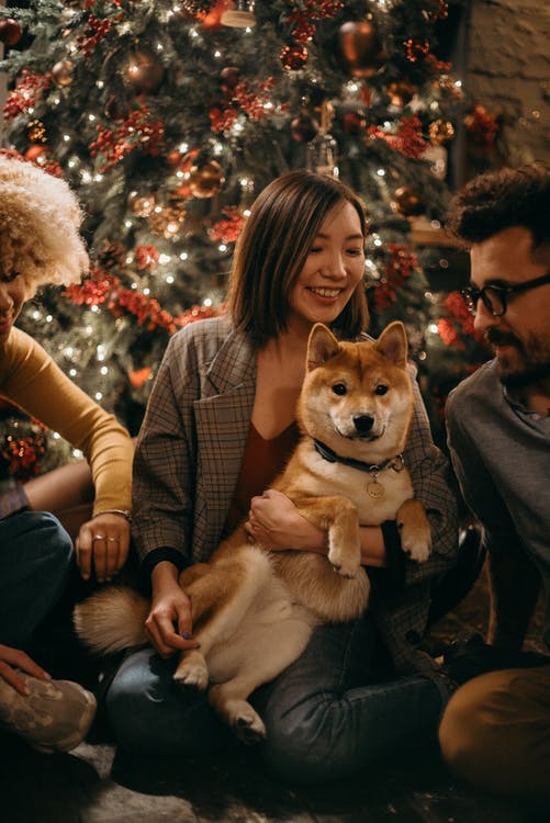 dogs bring people together around Christmas tree