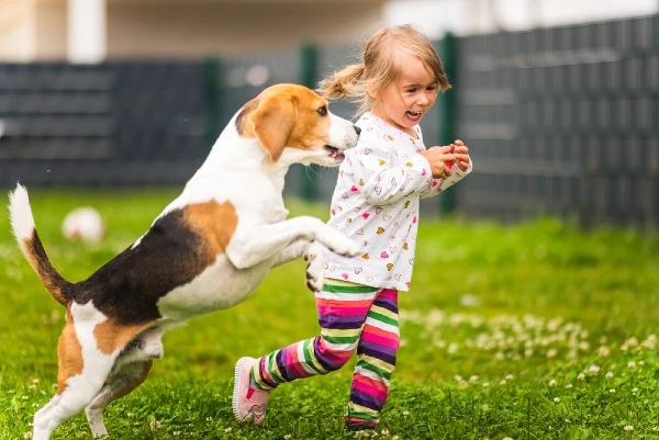 Best Dog Breeds for Small Kids Beagle