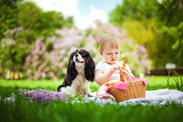 Best Dog Breeds for Small Kids Cavalier King Charles Spaniel 