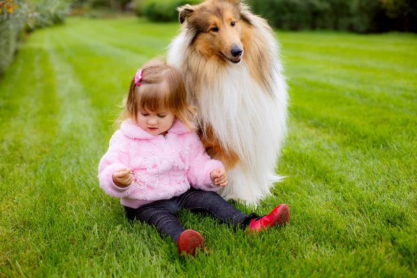 Best Dog Breeds for Small Kids Collie