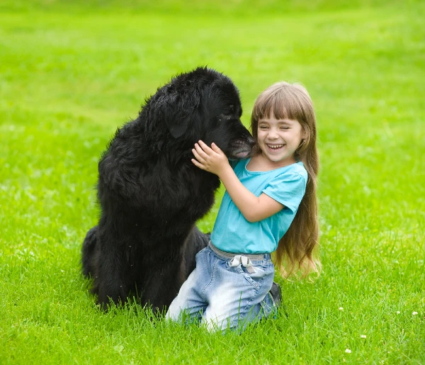 Best Dog Breeds for Small Kids Newfoundland